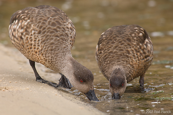 Crested Duck, (Lophonetta specularioides), New Island, Falkland Islands