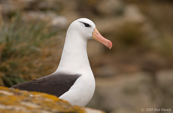 Black-browed Albatross, Adult, (Diomedea melanophris), New Island, Falkland Islands