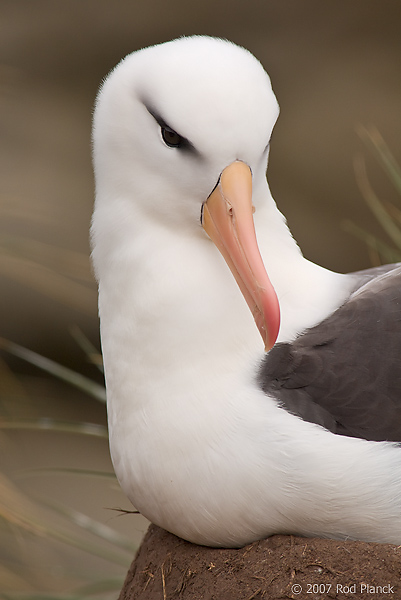 Black-browed Albatross, Adult, (Diomedea melanophris), New Island, Falkland Islands