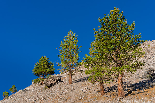 Bristlecone Pines and Landscapes of the Eastern Sierras Tour