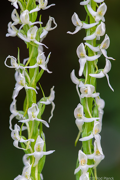 Sierra Rein-orchid, Bristlecone Pines and Landscapes of the Eastern Sierras Tour