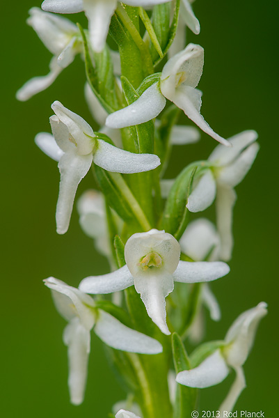 Sierra Rein-orchid, Bristlecone Pines and Landscapes of the Eastern Sierras Tour