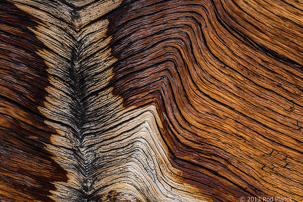 Bristlecone Pine, Ancient  Bristlecone Pine Forest, White Mountains, California