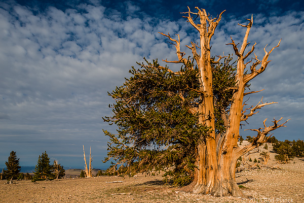 Bristlecone Pine, Ancient  Bristlecone Pine Forest, White Mountains, California