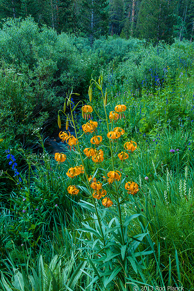 Kelly's Tiger Lily, Rock Creek Canyon, California