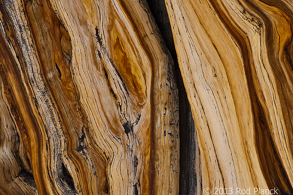 Bristlecone Pine, Ancient  Bristlecone Pine Forest, White Mountains, California