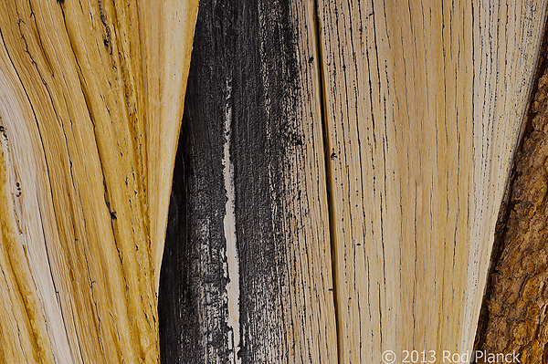 Bristlecone Pine, Ancient  Bristlecone Pine Forest, White Mountains, California