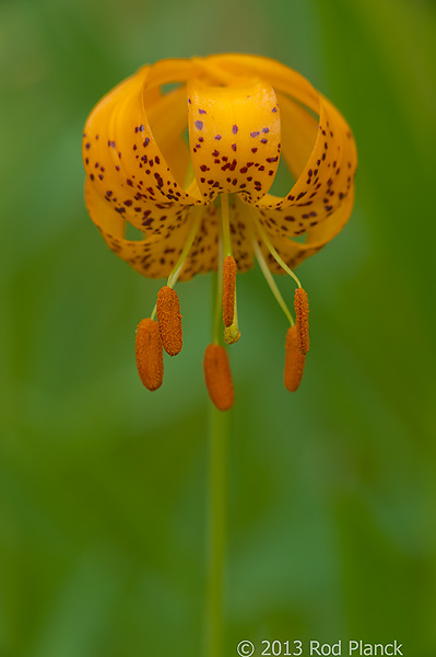 Kelly's Tiger Lily, Rock Creek Canyon, California