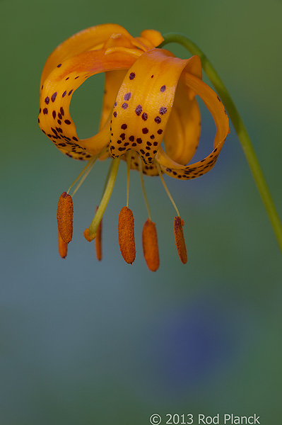 Kelly's Tiger Lily, Rock Creek Canyon, California