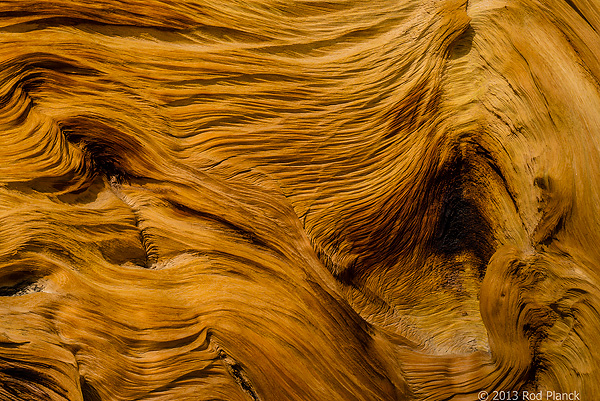 Bristlecone Pine, Ancient  Bristlecone Pine Forest, White Mountains, California