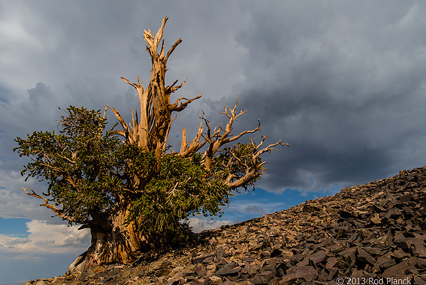 Bristlecone Pine, Ancient  Bristlecone Pine Forest, White Mountains, California