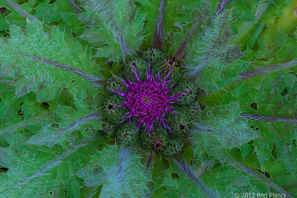 Drummond's Thistle, Bristlecone Pines and Landscapes of the Eastern Sierras Tour