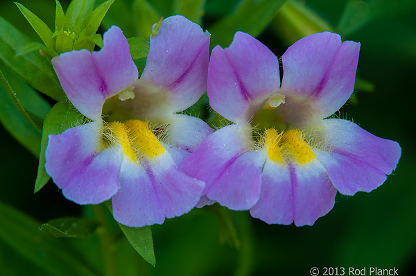Lewis' Monkeyflower, Bristlecone Pines and Landscapes of the Eastern Sierras Tour