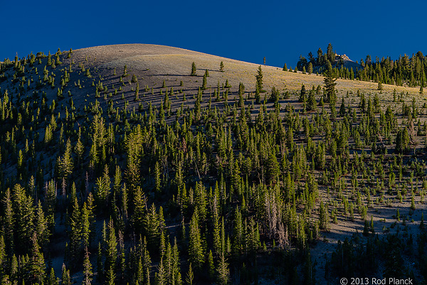 Bristlecone Pines and Landscapes of the Eastern Sierras Tour