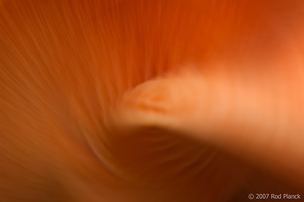 Big Laughing Gym, (Gymnopilus spectabilis), Mushroom, Autumn, Michigan