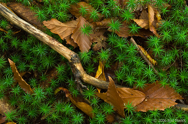 Club Moss, Autumn, Michigan