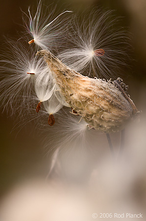 Common Milkweed Seedpod, Open (Asclepias syriaca), Autumn, SNWR, Michigan