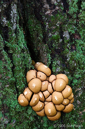 Fungi Growing on Birch, Autumn, Michigan
