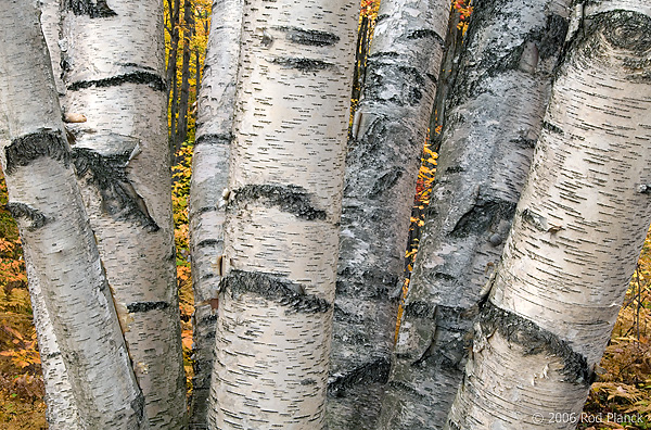 Paper Birch Trees, (Betula alba papyrifera), Autumn, Michigan