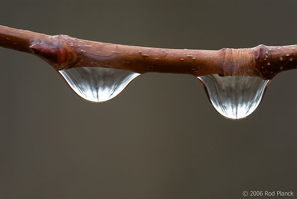 Raindrops on Ash Limb, Spring, Michigan