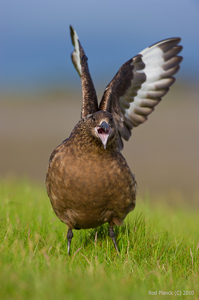 Great Skua, Iceland