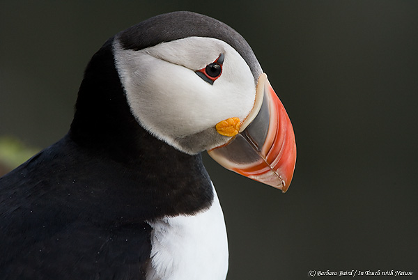 Atlantic Puffin, Barbara Baird Atlantic Puffin, Barbara Baird
