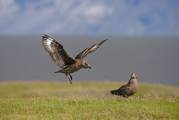 Great Skuas, (Stercorarius skua), Iceland