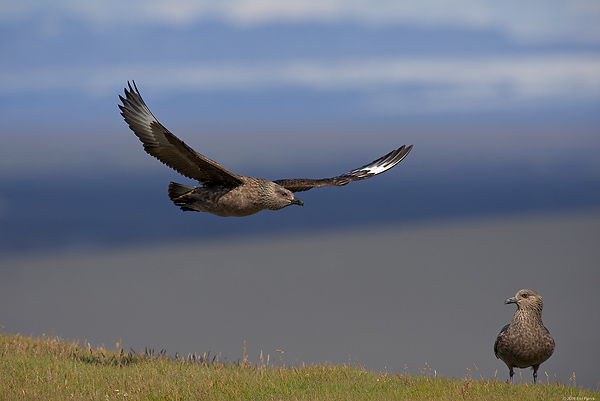 Great Skuas, (Stercorarius skua), Iceland