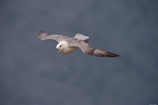 Northern Fulmar, (Fulmarus glacialis), Iceland