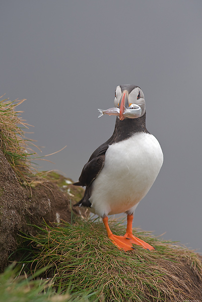 Atlantic Puffin, (Fratercula arctica), Ingolfshofdi Nature Reserve, Iceland