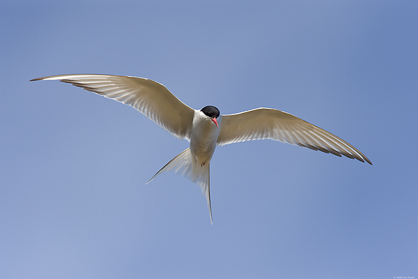 Arctic Tern, (Sterna paradisaea), Iceland