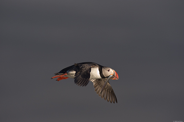 Atlantic Puffin, In Flight, (Fratercula arctica), Ingolfshofdi Nature Reserve, Iceland