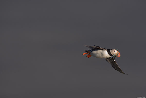 Atlantic Puffin, In Flight, (Fratercula arctica), Ingolfshofdi Nature Reserve, Iceland