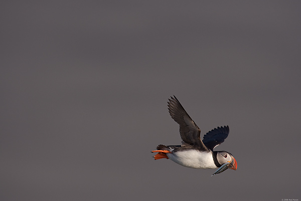 Atlantic Puffin, In Flight, (Fratercula arctica), Ingolfshofdi Nature Reserve, Iceland