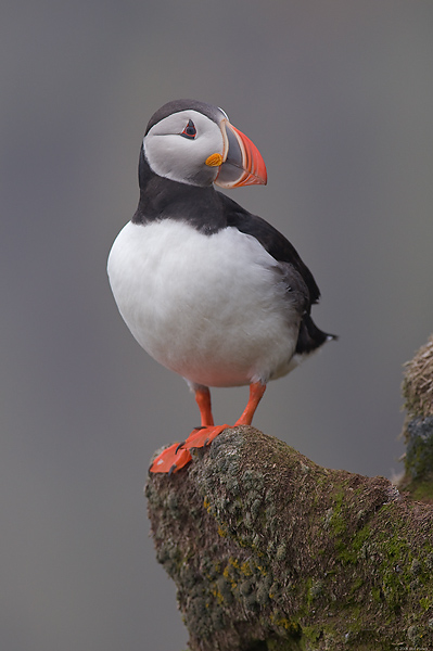 Atlantic Puffin, (Fratercula arctica), Ingolfshofdi Nature Reserve, Iceland