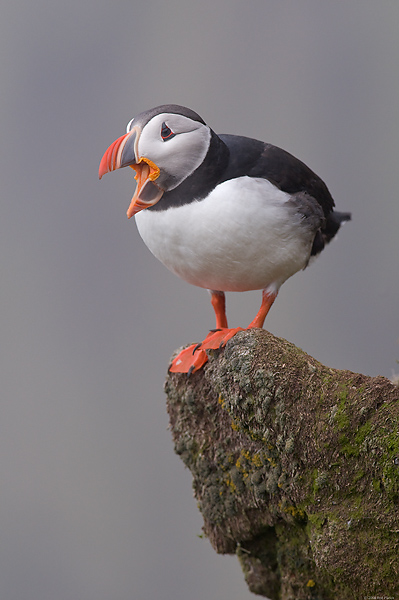 Atlantic Puffin, (Fratercula arctica), Ingolfshofdi Nature Reserve, Iceland