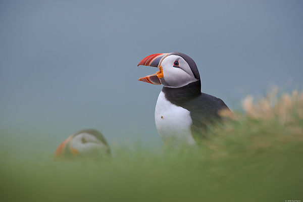 Atlantic Puffin, (Fratercula arctica), Iceland