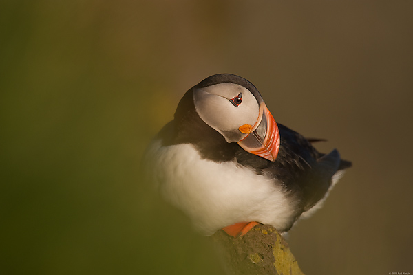 Atlantic Puffin, (Fratercula arctica), Latrabjarg, Iceland