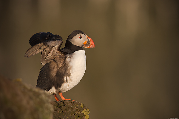 Atlantic Puffin, (Fratercula arctica), Latrabjarg, Iceland