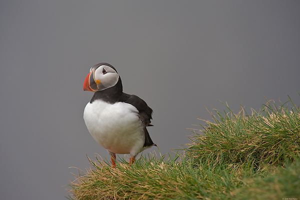 Atlantic Puffin, (Fratercula arctica), Ingolfshofdi Nature Reserve, Iceland