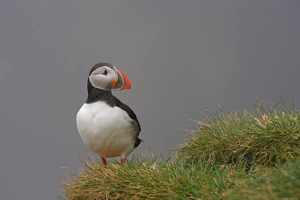 Atlantic Puffin, (Fratercula arctica), Ingolfshofdi Nature Reserve, Iceland