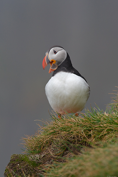 Atlantic Puffin, (Fratercula arctica), Ingolfshofdi Nature Reserve, Iceland