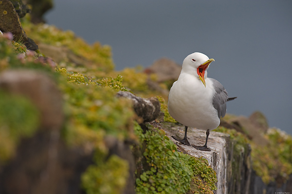 Black-legged Kittiwake, (Rissa tridactyla), Iceland