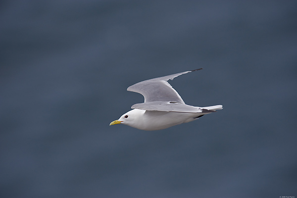 Black-legged Kittiwake, (Rissa tridactyla), Iceland