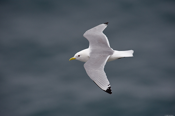 Black-legged Kittiwake, (Rissa tridactyla), Iceland