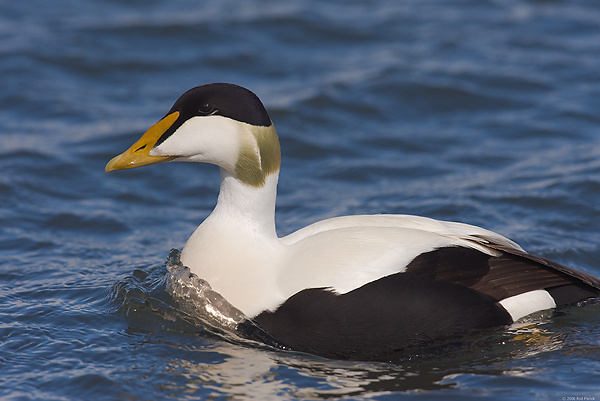 Common Eider, Adult Male, (Somateria mollissima), Iceland