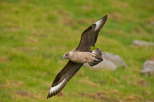 Great Skua, (Stercorarius skua), Iceland