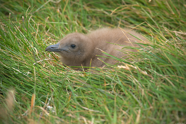 Great Skua, Chick, (Stercorarius skua), Iceland