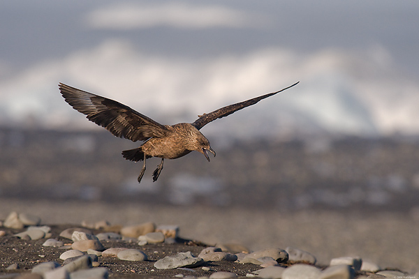 Great Skua in Flight, (Stercorarius skua), Iceland