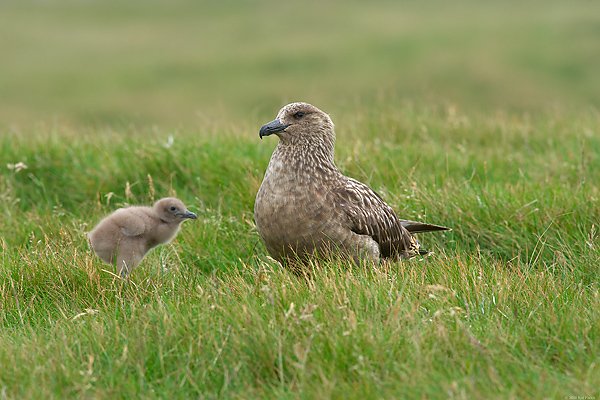 Great Skua with Chick, (Stercorarius skua), Iceland